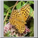Argynnis paphia - Kaisermantel w01.jpg
